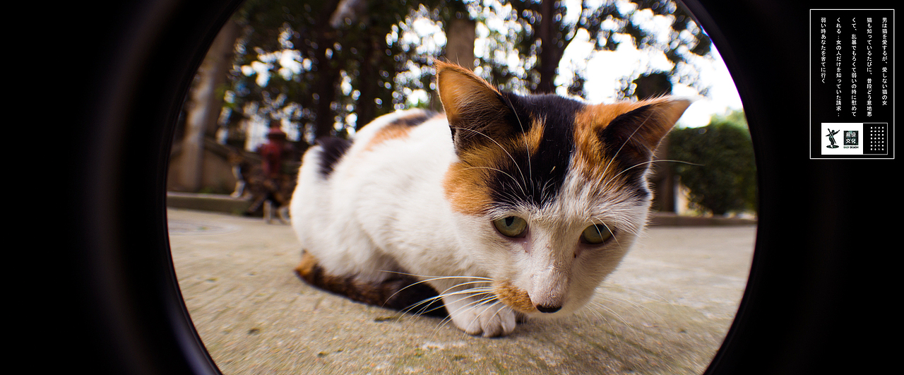 瞄子喵孙练习（图ZMzQ0MTA5NDg=） - 宠物摄影 - 站酷设计师HAOHAO设计原创素材 - 站酷ZCOOL