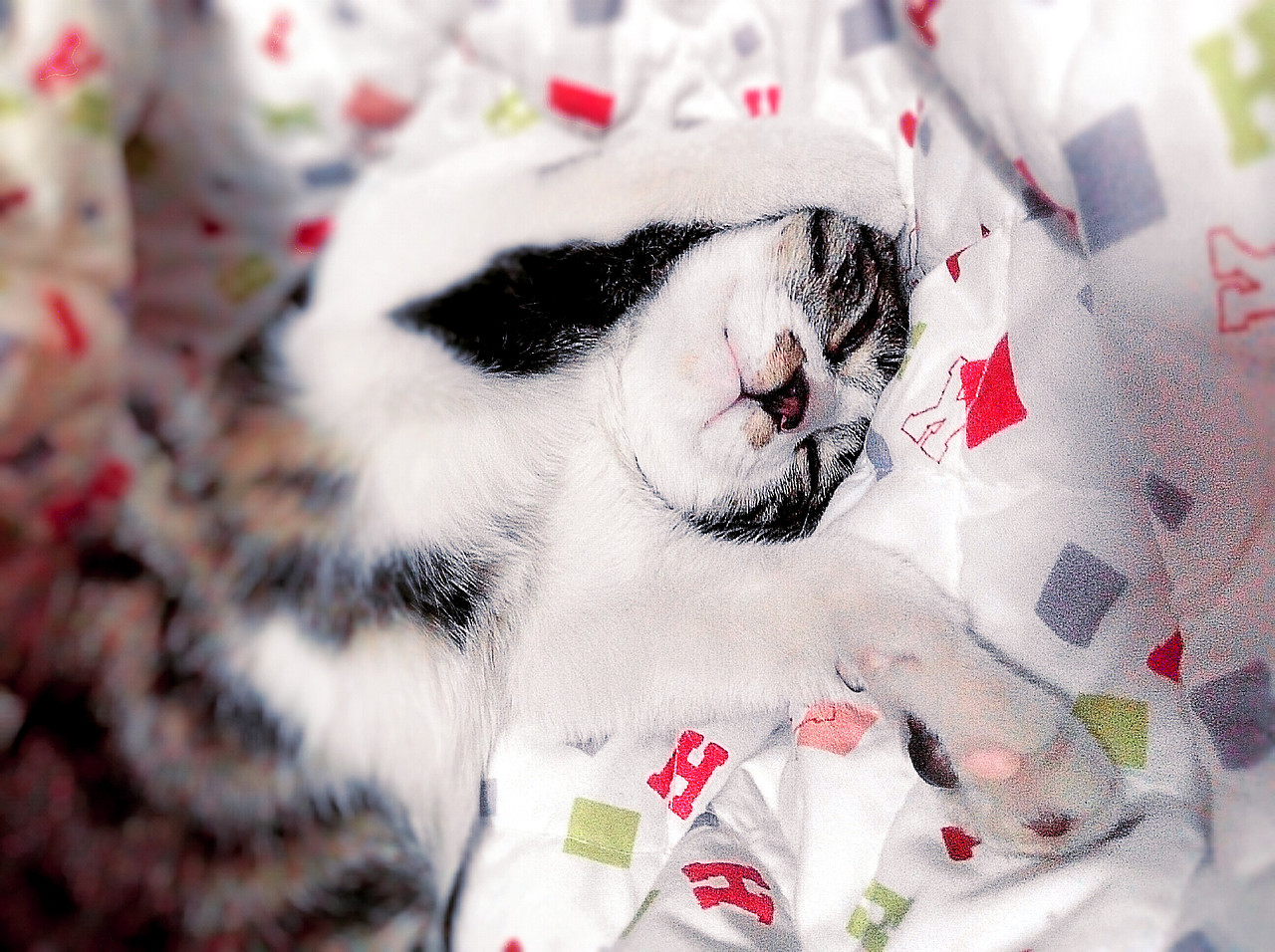 我家定春不是那只定春