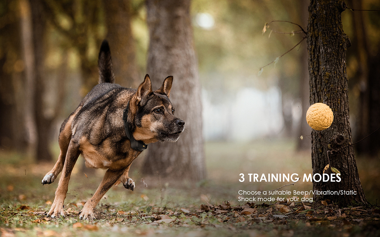 训狗器-亚马逊|平面|海报|cooper_ - 原创作品 - 站酷 (zcool)