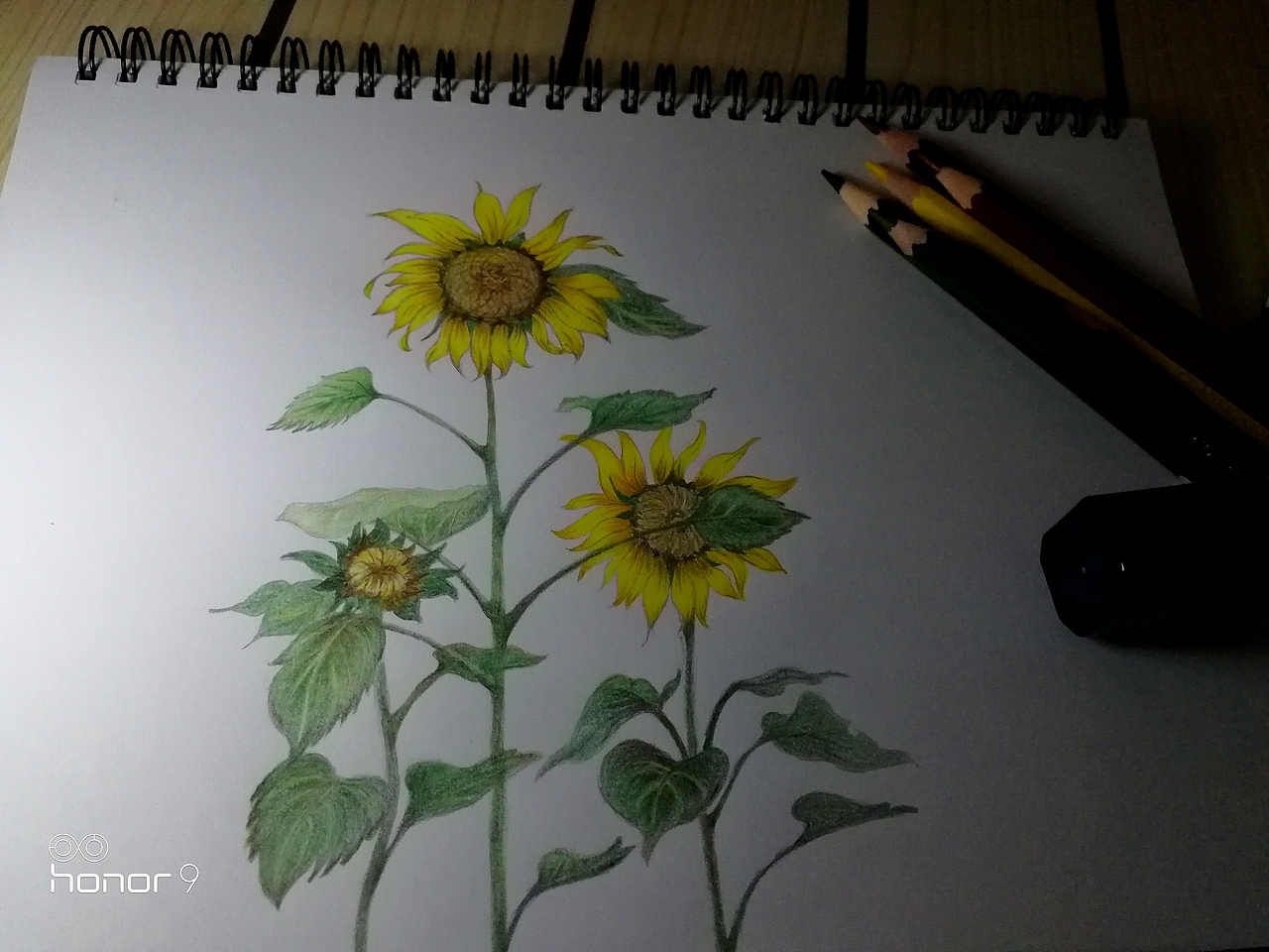 向日葵🌻（图ZMTk0NTc5NDI4） - 绘本 - 站酷设计师大雄what原创素材 - 站酷ZCOOL