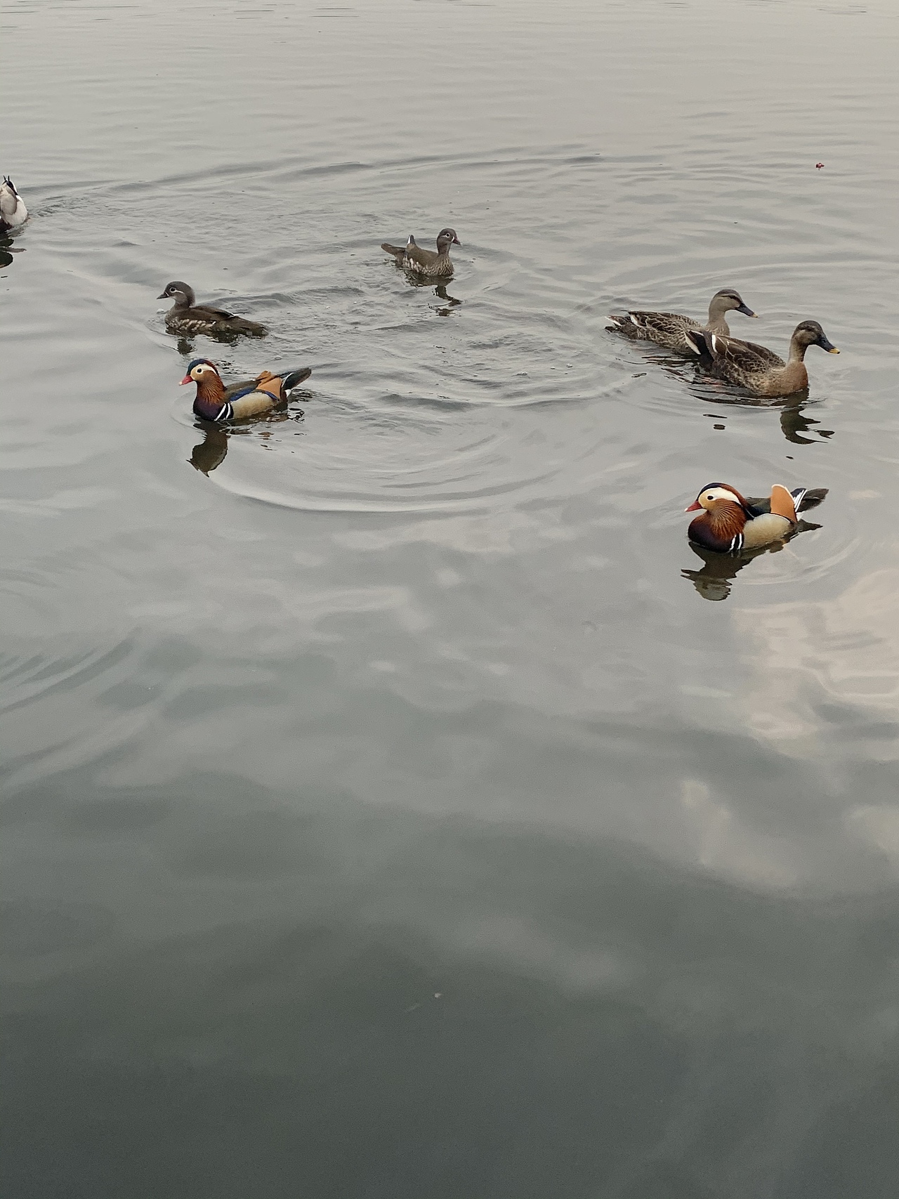 桃花春木渌,水上鸳鸯浴。