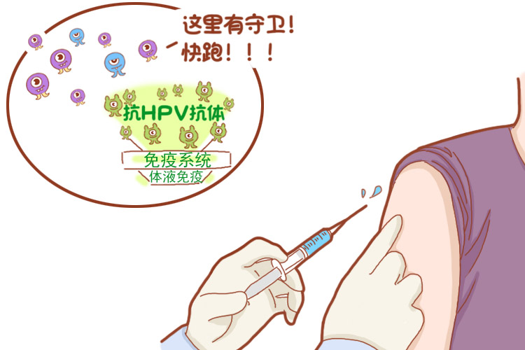 hpv疫苗分为预防性疫苗和治疗性疫苗