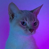Ada鹿的头像