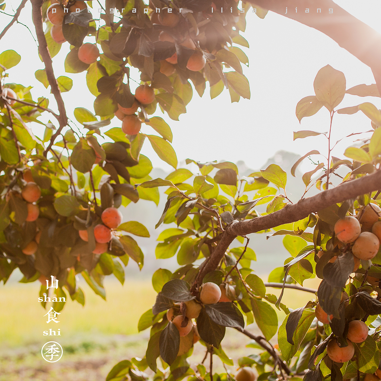 小品四季（图ZMTA4NTgyNTI4） - 产品摄影 - 站酷设计师挲lisa原创素材 - 站酷ZCOOL