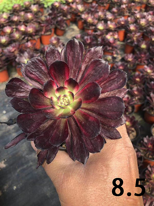 云南东南亚多肉绿植（图ZMTU1NDUyMDIw） - 产品摄影 - 站酷设计师绿植玩家原创素材 - 站酷ZCOOL