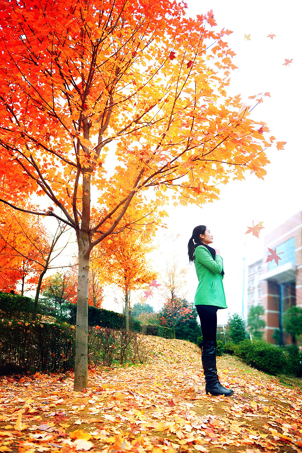 幺四的最后一片枫叶