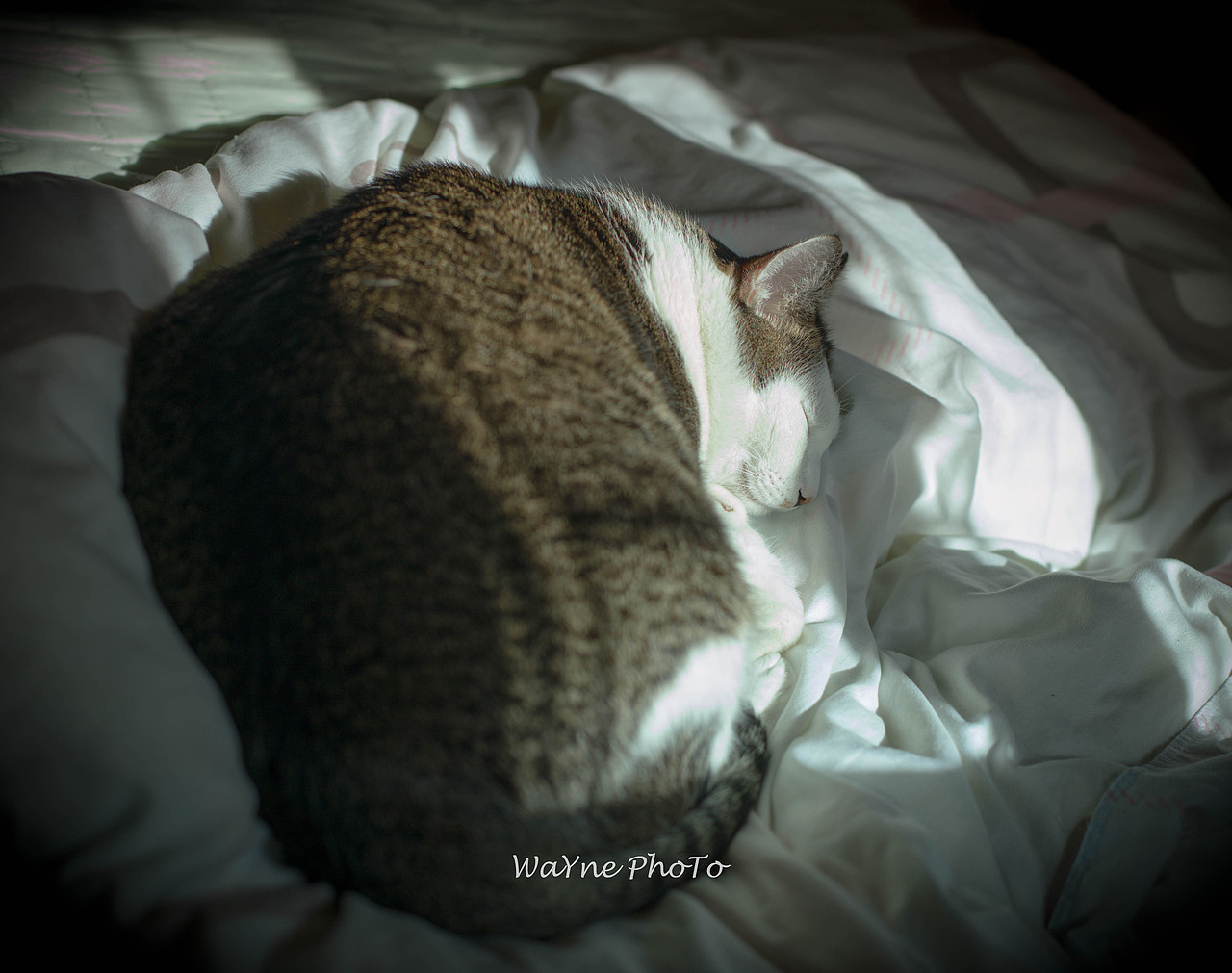 暖阳下的豆豆（图ZMTY3NjU2NTY0） - 宠物摄影 - 站酷设计师WaYne_0418原创素材 - 站酷ZCOOL