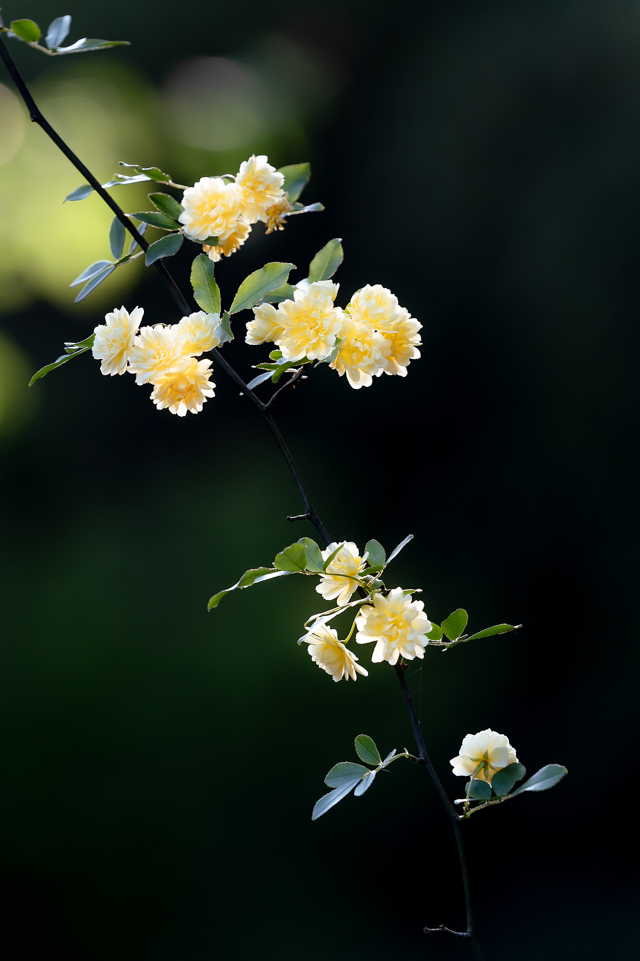 南京古林公园木香花