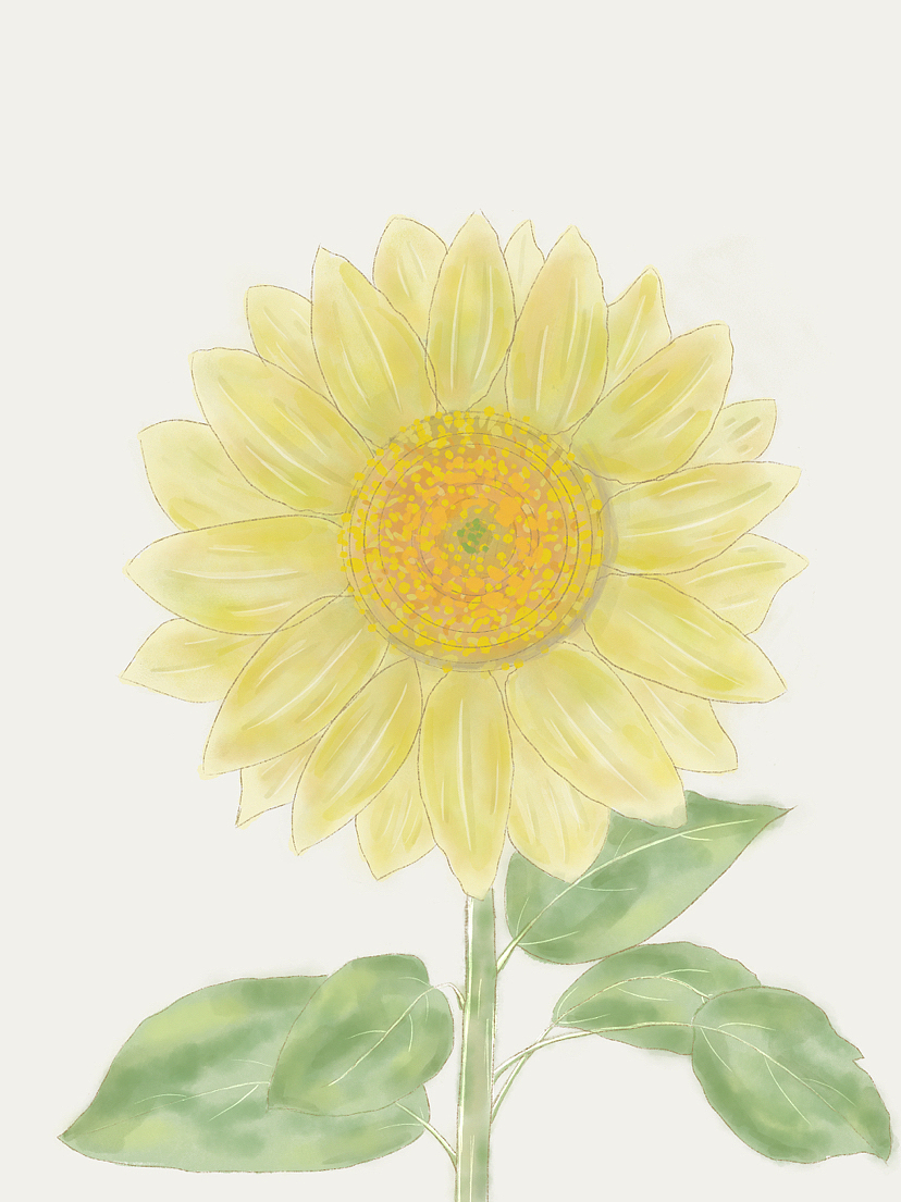 画了一朵向日葵