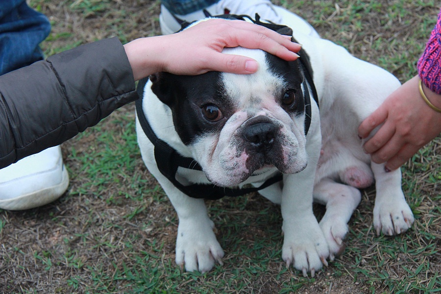 法国斗牛犬摄影图|动物|摄影|gbear_吱吱熊 - 原创设计作品 - 站酷