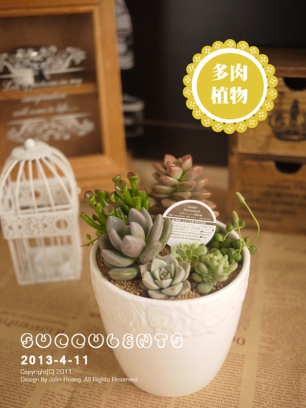 多肉植物组合（图ZMTE0NzYyNzI=） - 产品摄影 - 站酷设计师jolinivy原创素材 - 站酷ZCOOL