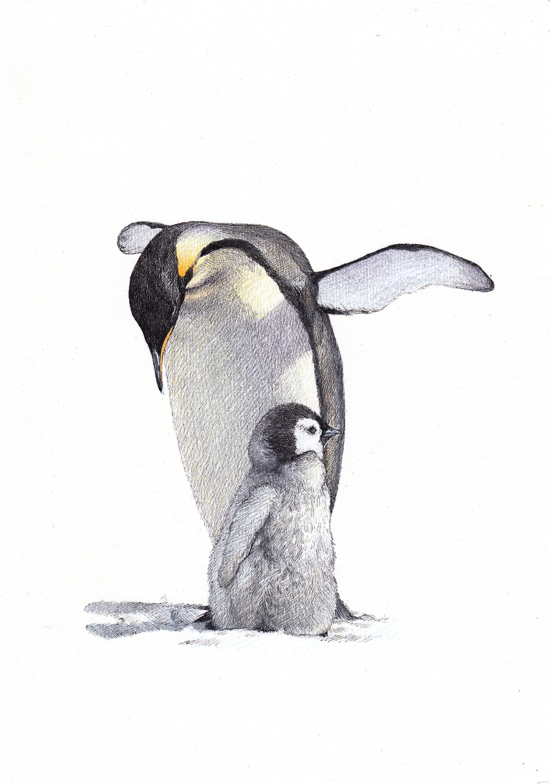 纸上彩铅~~动物篇(2013年作品小记)（图ZMjkxNjYyNjA=） - 绘画 - 站酷设计师超超的青葱原创素材 - 站酷ZCOOL