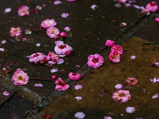 梅香如梦，相思入画