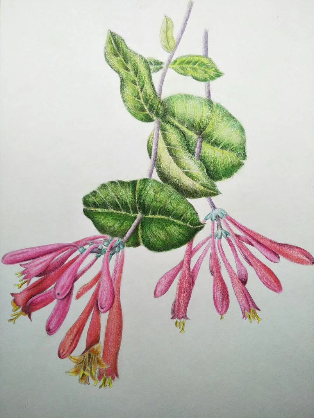 临摹（图ZMzU0MjAyMTMy） - 创作习作 - 站酷设计师Z025026128原创素材 - 站酷ZCOOL