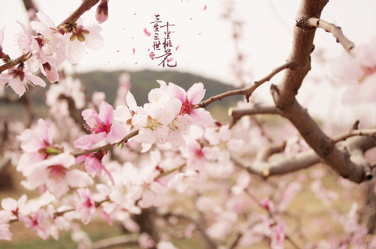 三生三世十里桃花