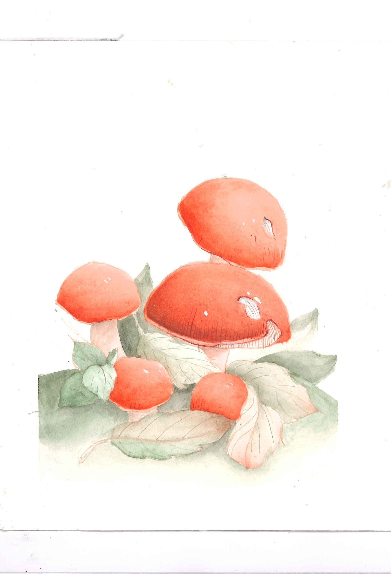 野生菌水彩绘画