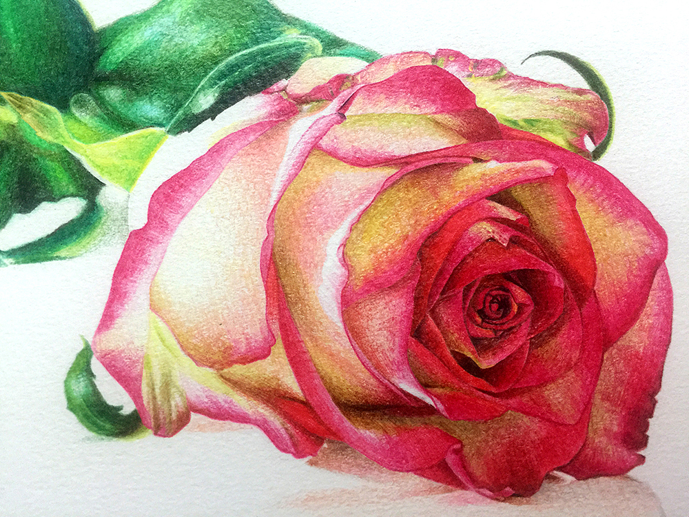 送你一朵玫瑰花~（彩铅玫瑰）（图ZODU4NDcxMjA=） - 绘画 - 站酷设计师__格格__原创素材 - 站酷ZCOOL