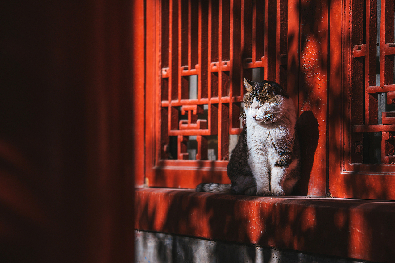 帝苑猫说（图ZMTg1ODU0NzA4） - 宠物摄影 - 站酷设计师克查原创素材 - 站酷ZCOOL