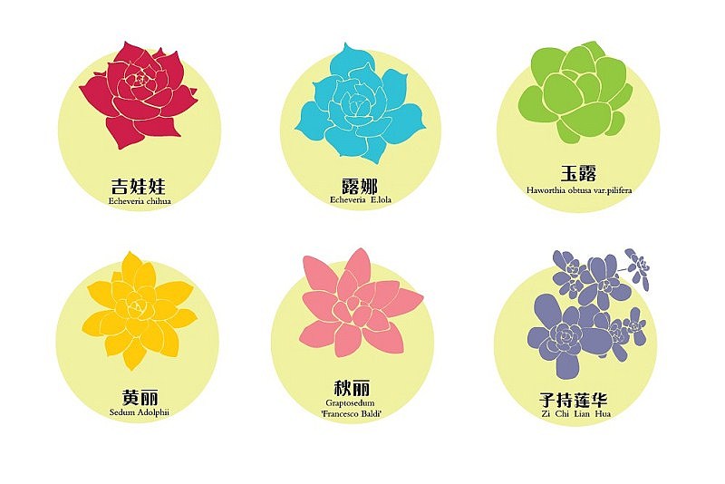 多肉植物图案纹样设计