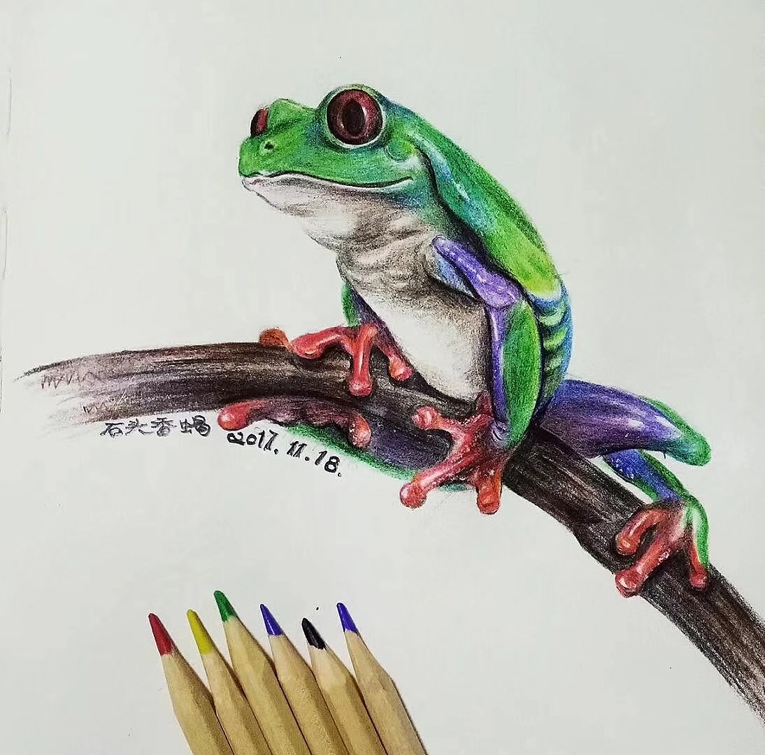 彩铅画习作《红眼树蛙》