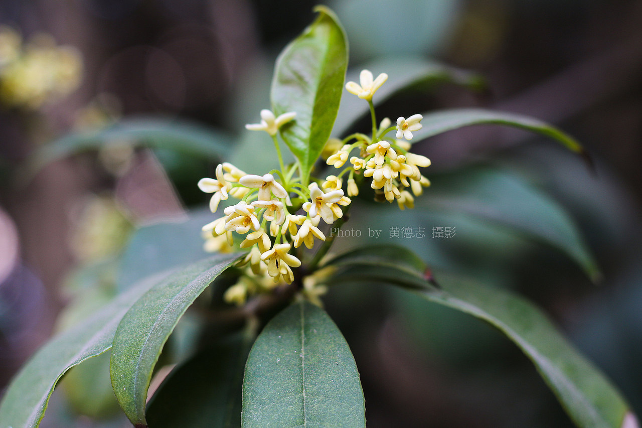拍摄桂花（图ZMTAxMzM4MTY0） - 产品摄影 - 站酷设计师黄德志原创素材 - 站酷ZCOOL