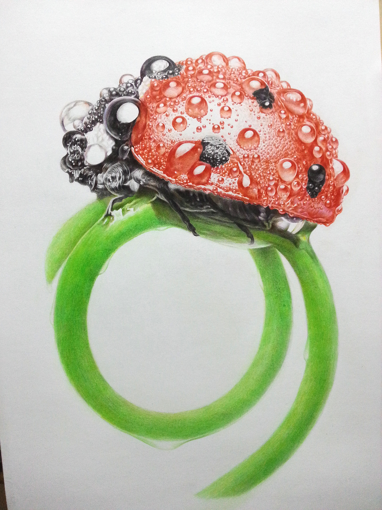 小世界 (微观写实 彩铅画)