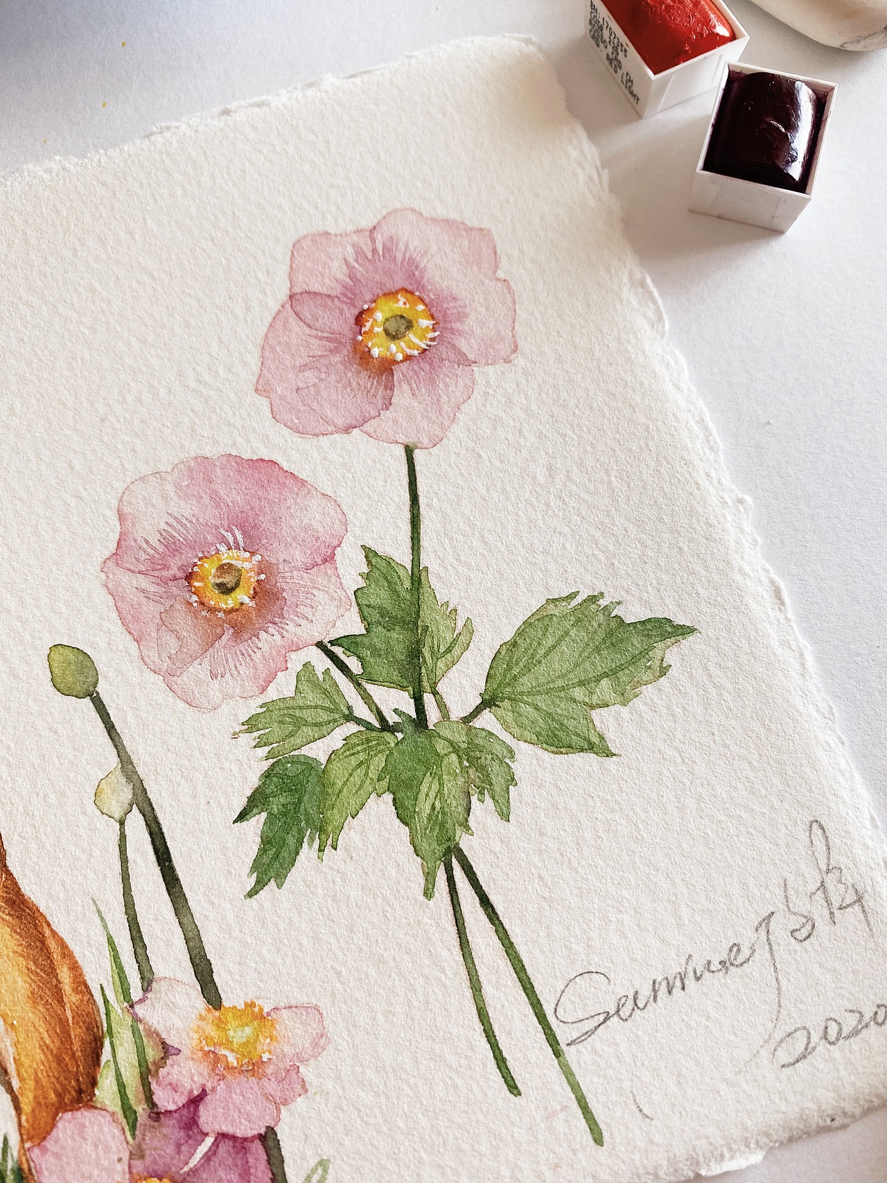 花卉与动物 春天里的小松鼠