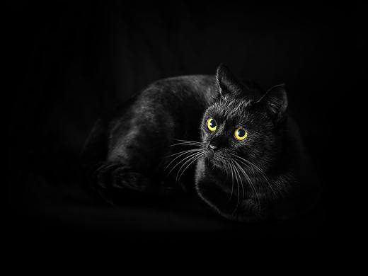 宠物-猫