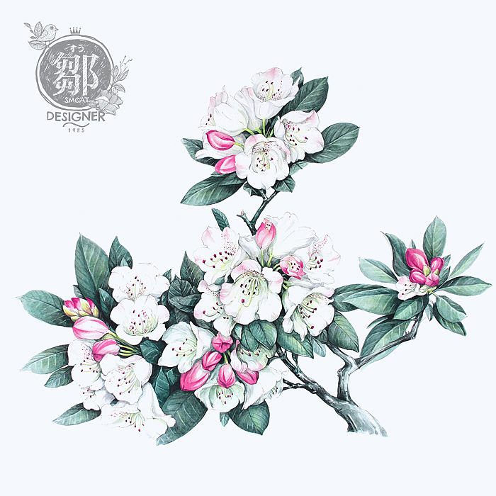 杜鹃花系列——变色杜鹃(图ZNzc5ODk3MjA=) - 商业插画 - 站酷设计师鄒慶原创素材 - 站酷ZCOOL