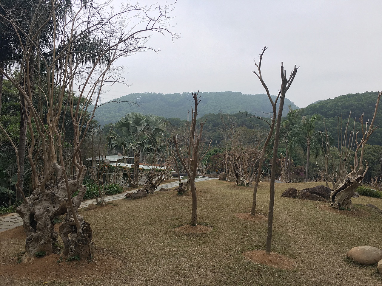 仙湖植物园