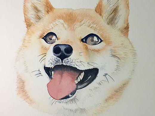 水彩-柴犬，附步骤