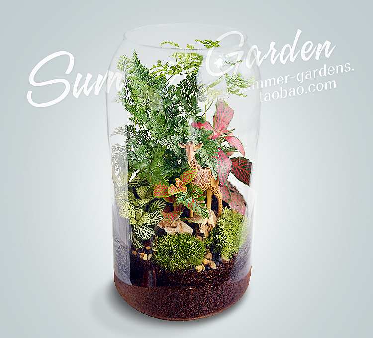 绿植手作之长颈鹿扎拉法--《夏末花园成长日记27》