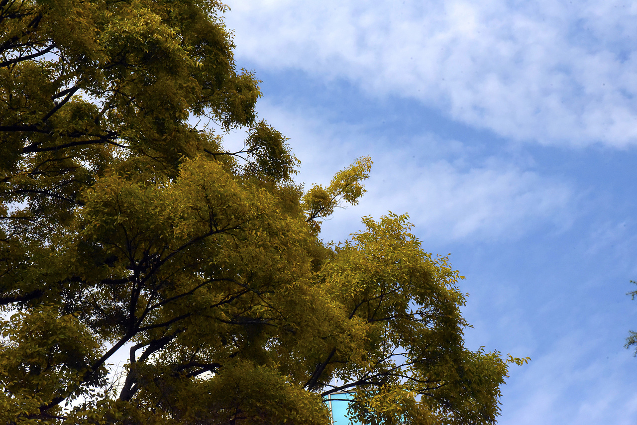 秋末?。▓DZOTU4NjgxOTY=） - 人文/紀實攝影 - 站酷設(shè)計師巴一原創(chuàng)素材 - 站酷ZCOOL