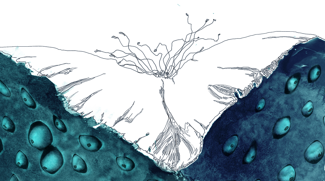 鸩山原创《怡莲幽梦——孕育初夏》手绘莲蓬（图ZMTA4MDUyOTI=） - 商业插画 - 站酷设计师鸩山原创素材 - 站酷ZCOOL