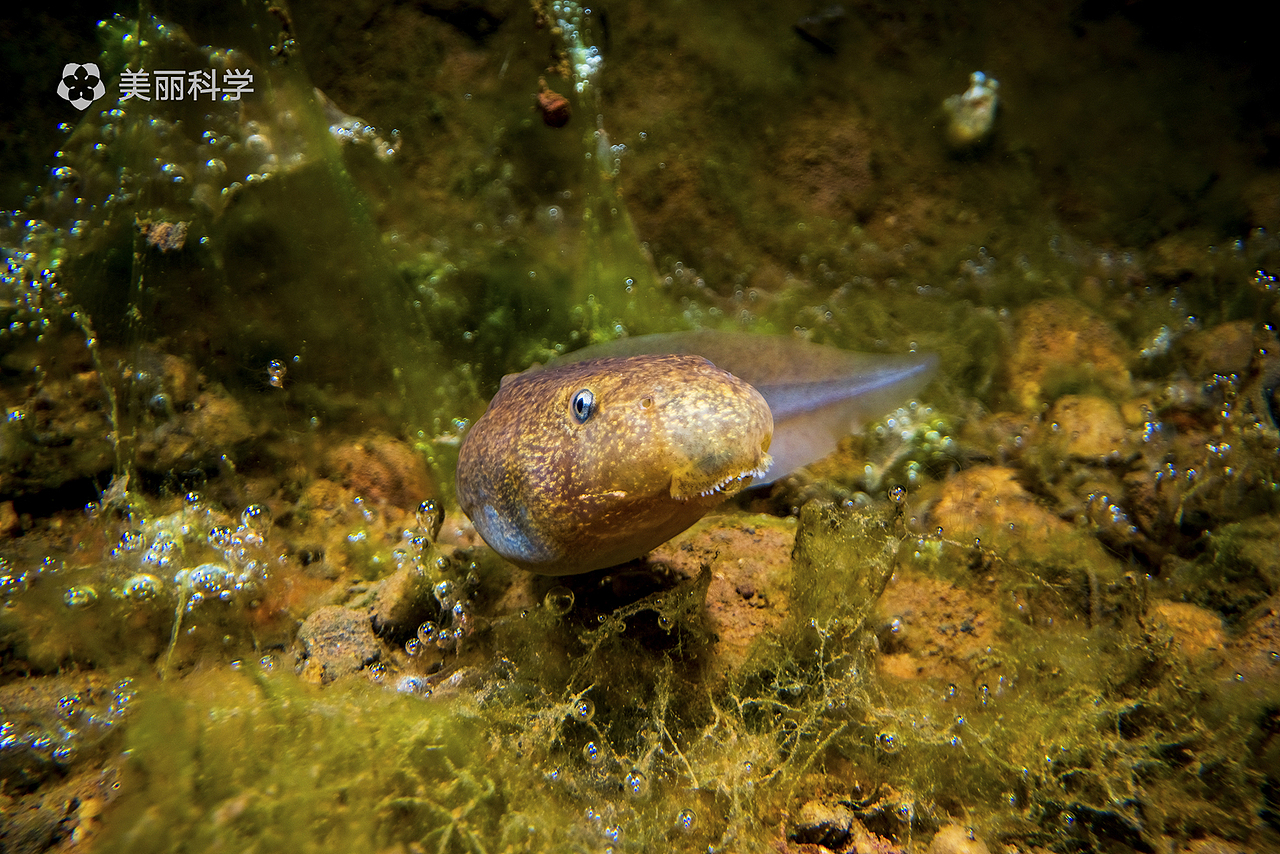 峨眉髭蟾的蝌蚪十分巨大,会长到十多厘米.