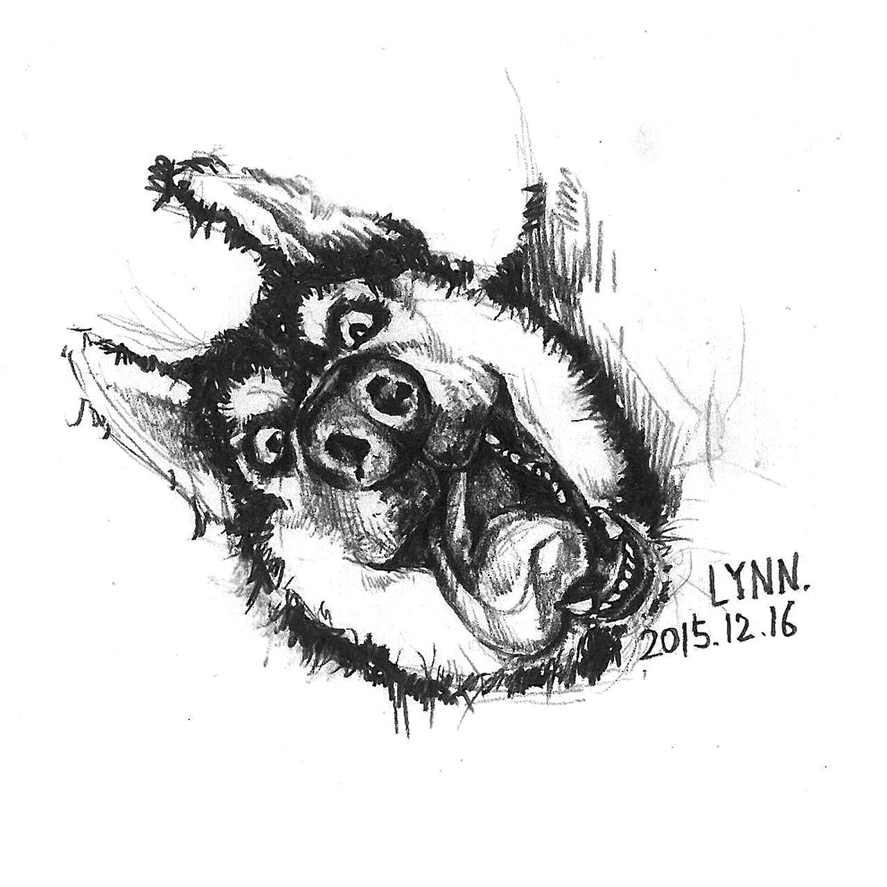 二哈手绘速写小稿（图ZMzkyOTc3MjA=） - 绘画 - 站酷设计师与琳小馆原创素材 - 站酷ZCOOL