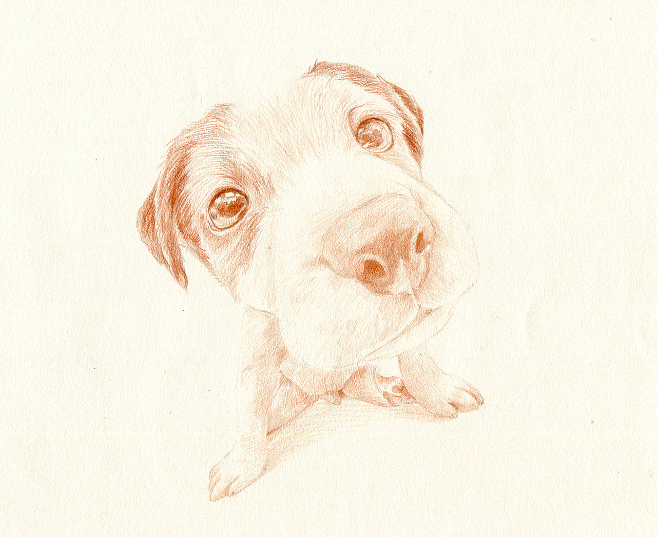 彩铅狗狗——杰克罗素梗犬（图ZMzU5NTAwODQ=） - 绘画 - 站酷设计师箐莜菲菲原创素材 - 站酷ZCOOL