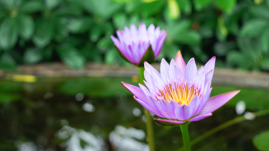 澳门独特的味道