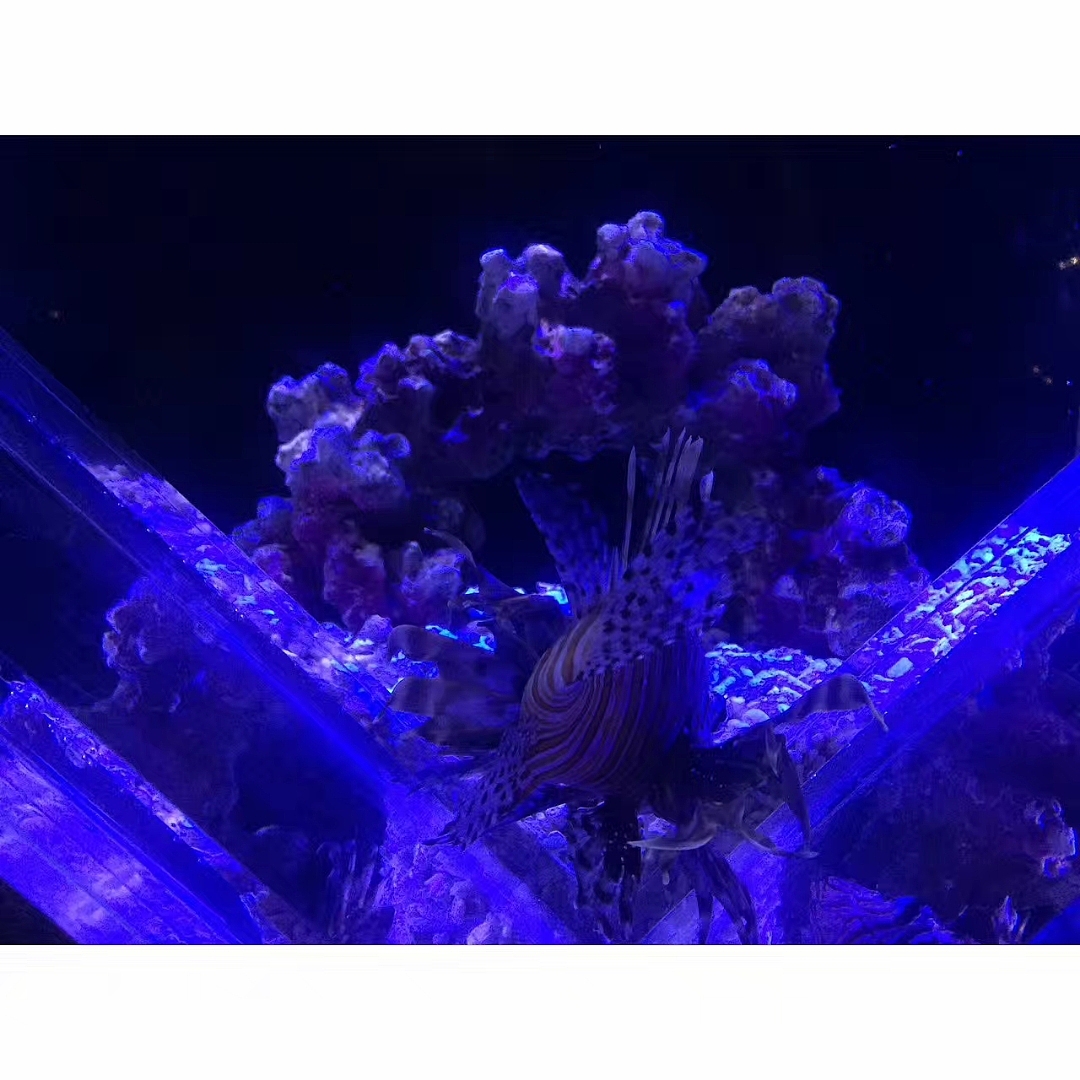 「水生物超有爱」（图ZMTAzNTQwMjIw） - 宠物摄影 - 站酷设计师王小刁不刁原创素材 - 站酷ZCOOL