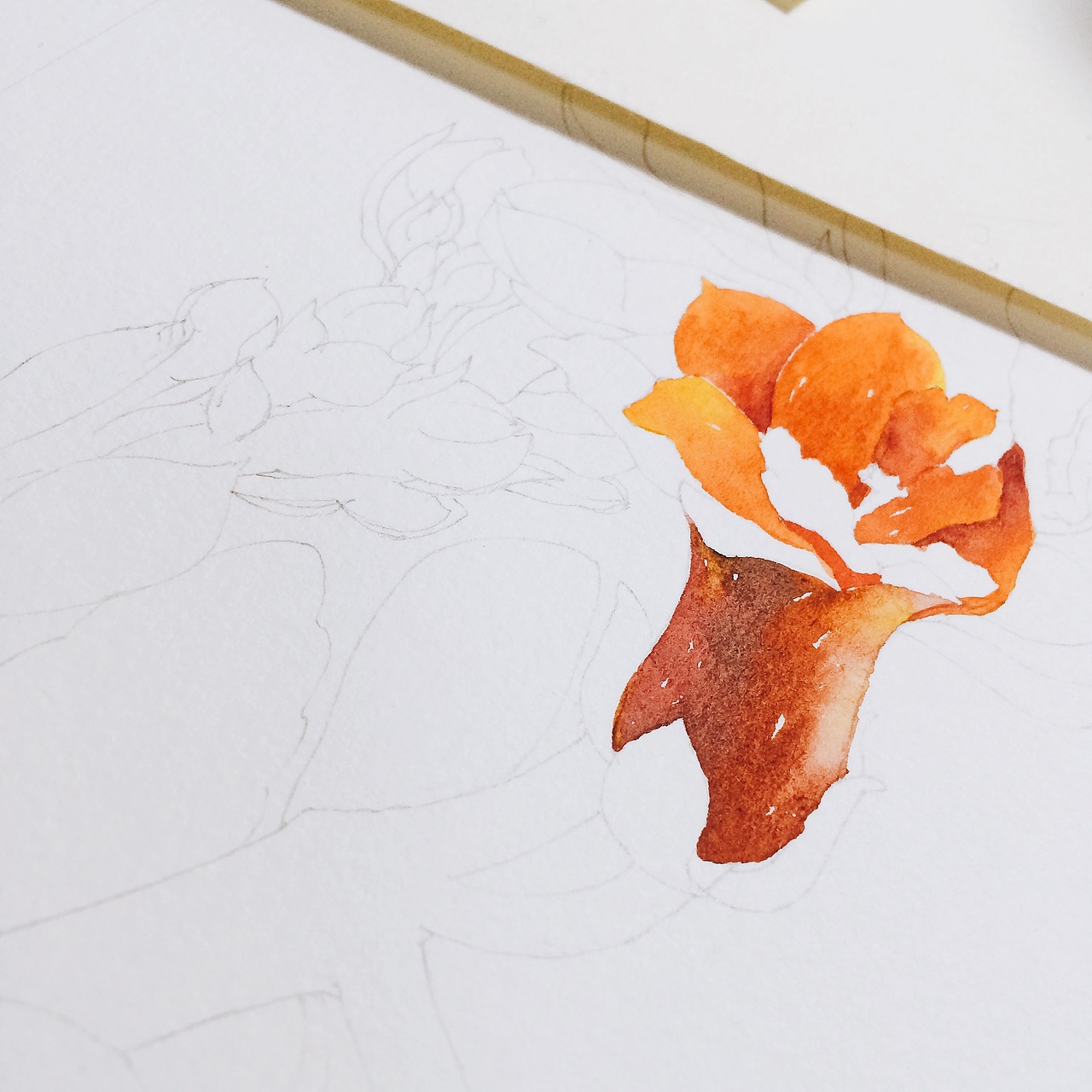 水彩长寿花绘画过程图