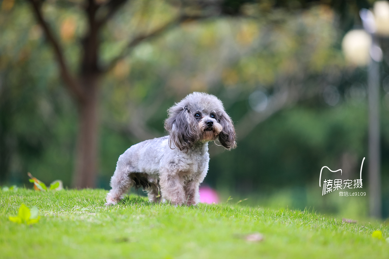 客片灰色泰迪悠悠胆子太小状态不太好
