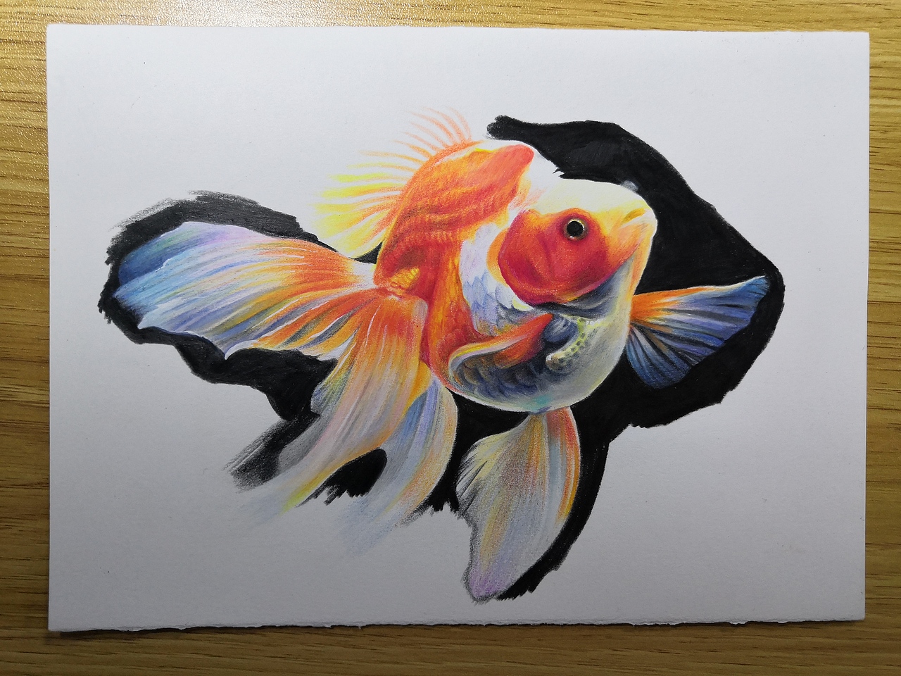 圆饼酱 彩铅-金鱼