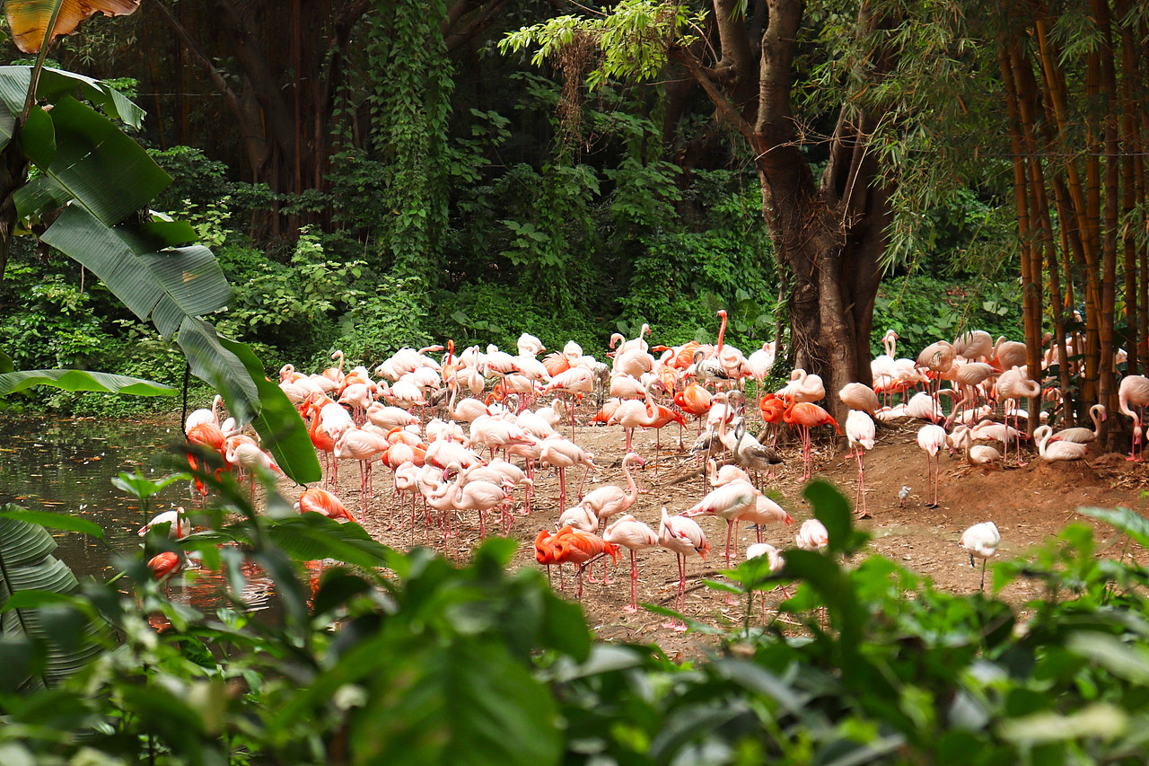 动物拍摄-广州长隆（图ZMjUxNjI3Mjk2） - 风光摄影 - 站酷设计师D邓婕原创素材 - 站酷ZCOOL