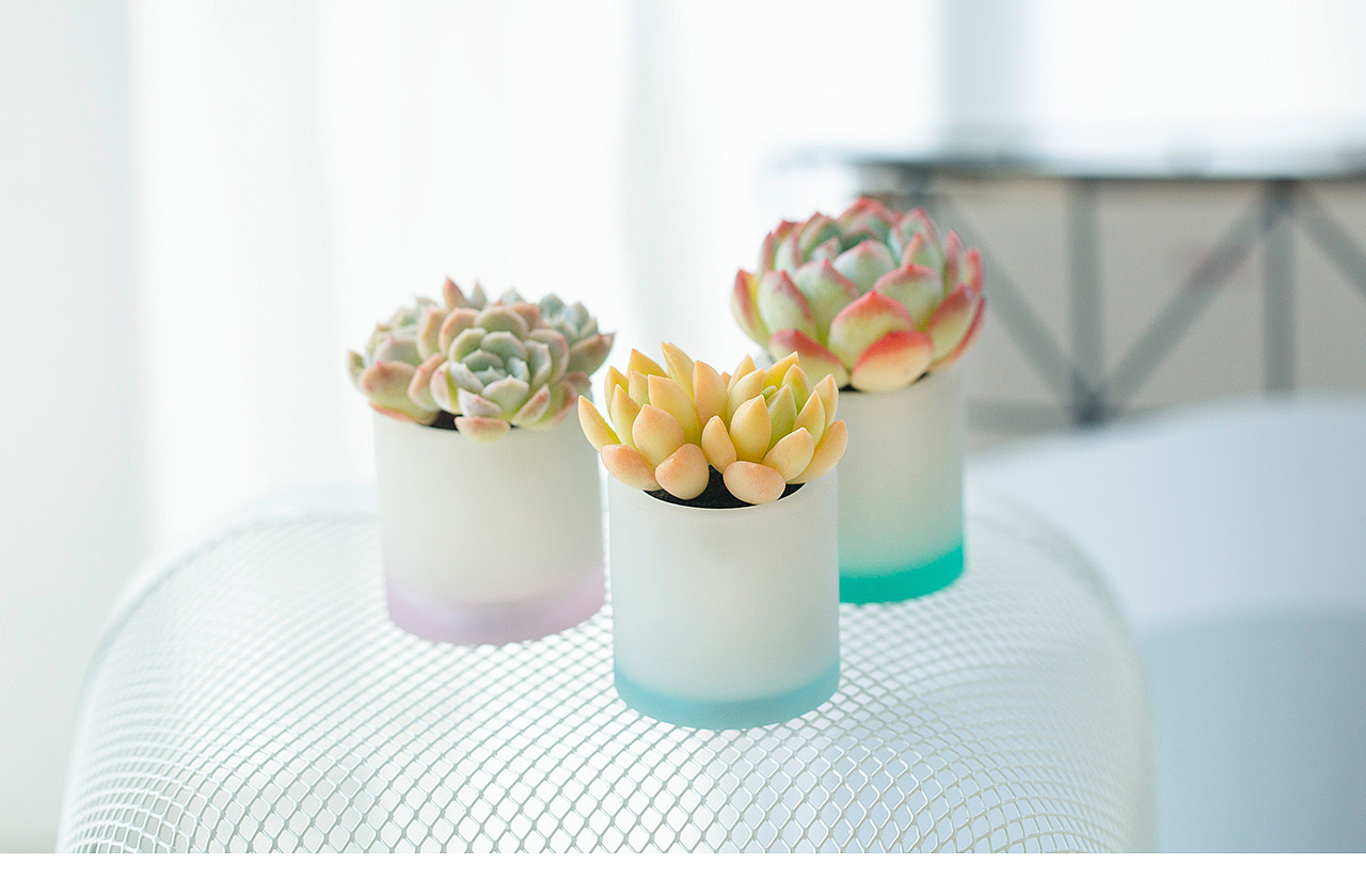 三款INS风家居无土栽培多肉植物-产品摄影（图ZMTMzNTk2Mzc2） - 产品摄影 - 站酷设计师Pazza大安原创素材 - 站酷ZCOOL