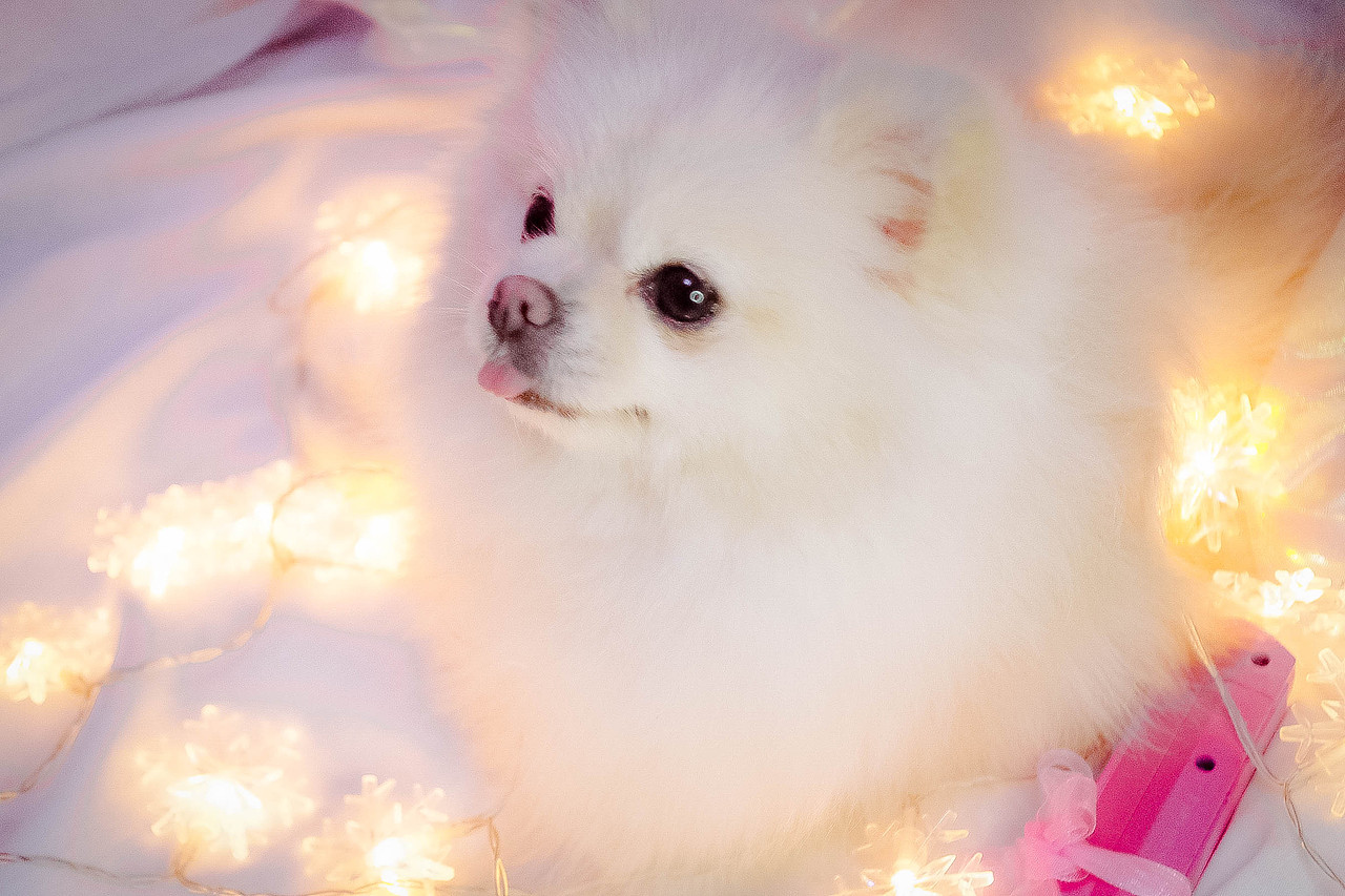 给自家狗子们的小画（图ZODMzNDQ2MDA=） - 商业插画 - 站酷设计师清寂泽原创素材 - 站酷ZCOOL