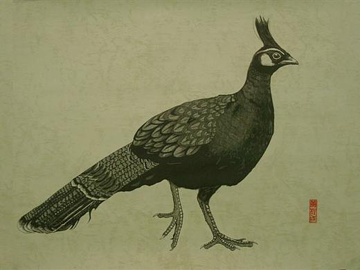 我画的【百鸟绘】之一（个人主页-ZNDg1OTkyNTY=） - 绘画 - 站酷设计师6黄柱成9原创素材 - 站酷ZCOOL