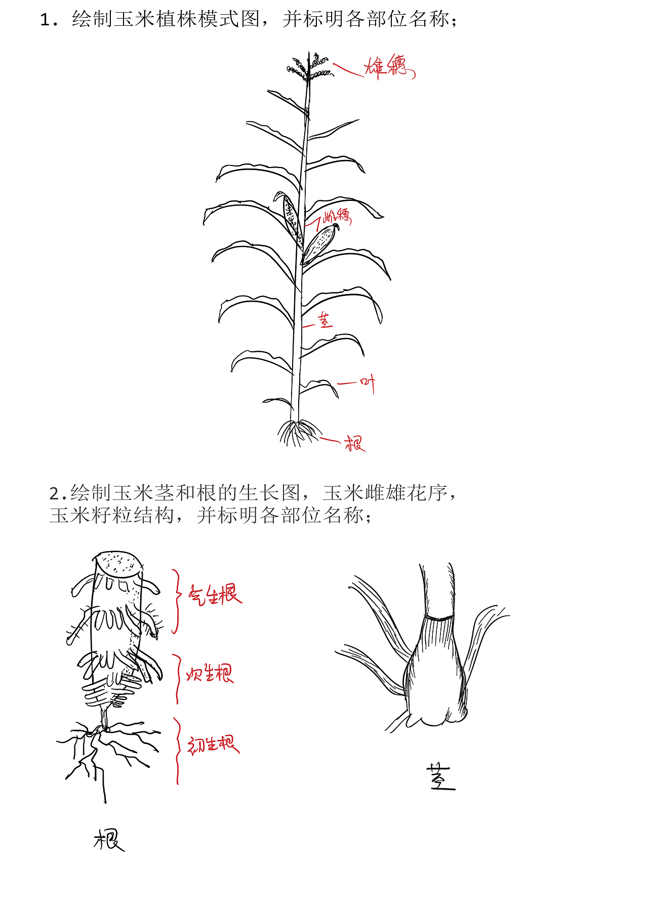 甘薯、玉米的结构图（图ZMjY5ODMxOTU2） - 其他 - 站酷设计师唯一的泳桓桓呀原创素材 - 站酷ZCOOL