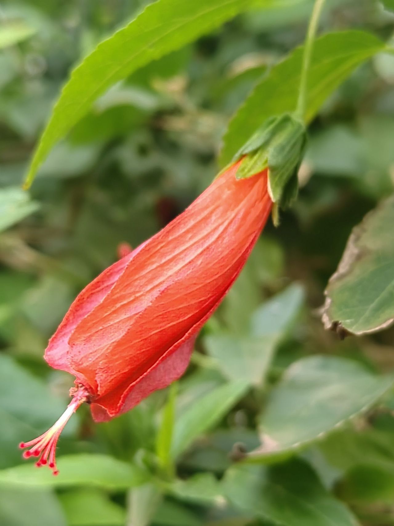 草丛中一点红（图ZMzY0OTcyNDY4） - 人像摄影 - 站酷设计师浓浓蜜蜂原创素材 - 站酷ZCOOL