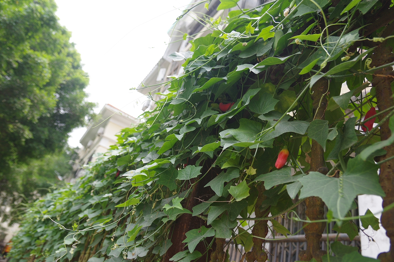 户外摄影--厦门摄影（鼓浪屿、植物园）（图ZNTc4MzczMTY=） - 环境/建筑摄影 - 站酷设计师今天能喝咖啡了吗原创素材 - 站酷ZCOOL