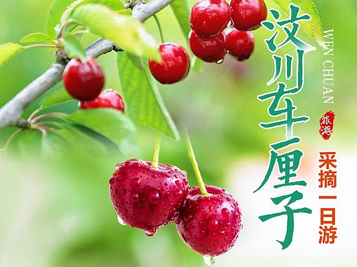 车厘子  樱桃采摘